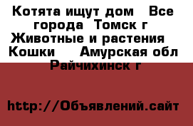 Котята ищут дом - Все города, Томск г. Животные и растения » Кошки   . Амурская обл.,Райчихинск г.